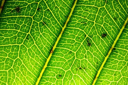 texture of green leaves in nature for backgroundの写真素材
