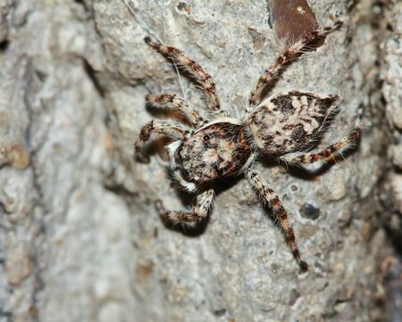 Macro Photography of Jumping Spider on stone