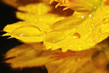macro dropet and cosmos flower on backgroundの写真素材
