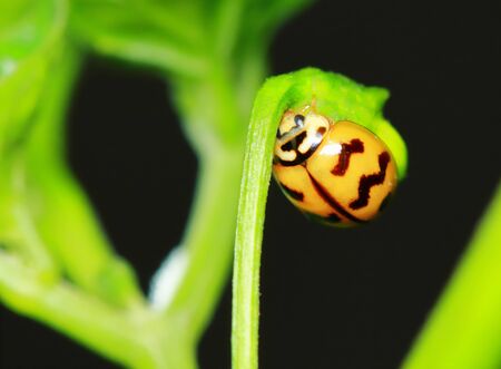 beautiful insect of lady bug on green leaf in macroの写真素材