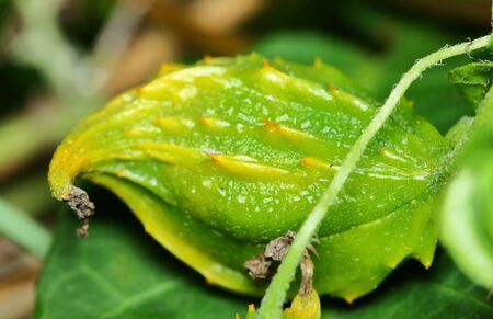 Bitter melon fresh vegetable for herb in thailand for backgroundの写真素材