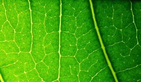 texture of green leaves in nature for background
