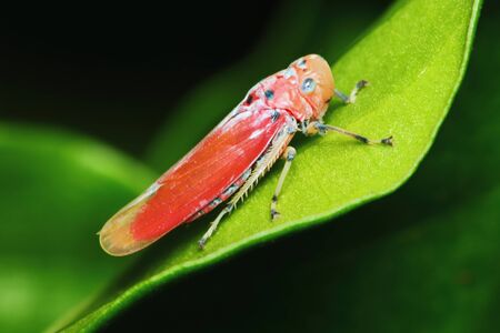beautiful insect stand on green leaf in fresh nature for backgroundの写真素材