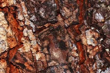 bark of tree texture. Wood bark texture.