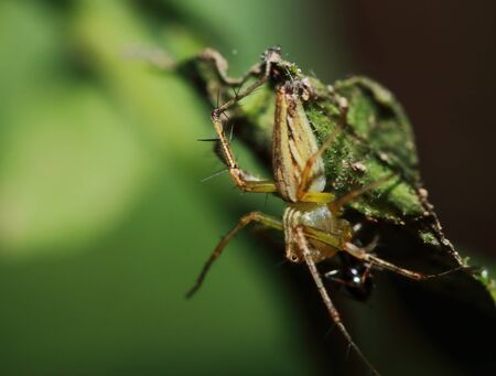 Macro Photography of Jumping Spider on Green Leafの写真素材