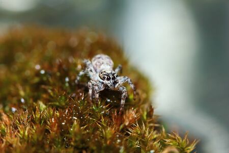 Macro Photography of Jumping Spider on old moss in nature for backgroundの写真素材