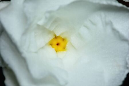 White Common Gardenias or Cape Jasmine Flowersの写真素材