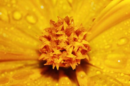 macro dropet and cosmos flower on backgroundの写真素材