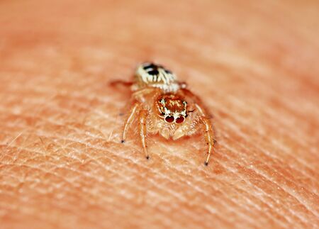 Macro Photography of Jumping Spider on finger for backgroundの写真素材
