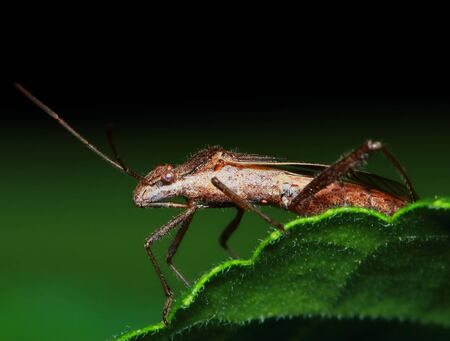 dangerous for plant insect â€Žstink bug for background