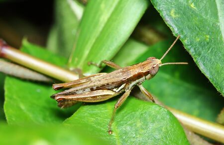 beautiful insect grasshopper is masked among green leaves in sunnyの写真素材