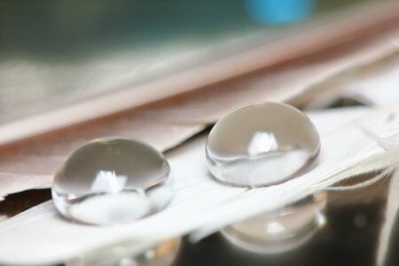 beautiful dew on feather close up for beautiful abstracrt backgroundの写真素材