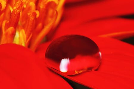 macro drop and red beautiful flower in nature for beautiful backgroundの写真素材