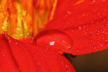 macro drop and red beautiful flower in nature for beautiful backgroundの写真素材