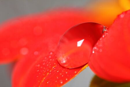 macro drop and red beautiful flower in nature for beautiful backgroundの写真素材