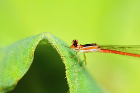 Macro picture of dragonfly in the natureの写真素材