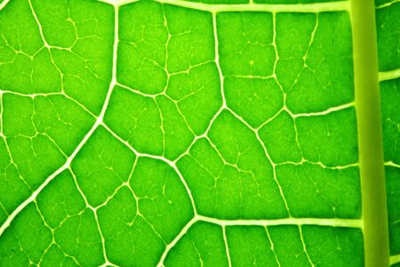 texture of green leaves in nature for background