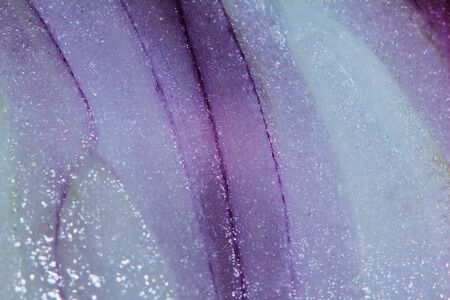 slice onion in close up for raw herb food in thailand for backgroundの写真素材