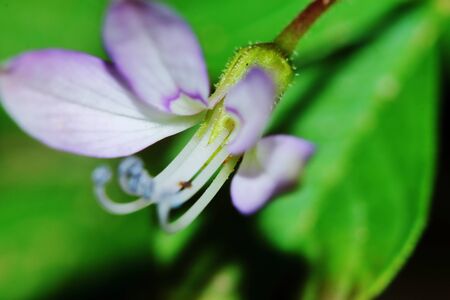 close up Sesbania javanica flower in nature garden for beautiful backgroundの写真素材