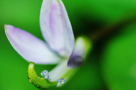 macro drop and red beautiful flower in nature for beautiful backgroundの写真素材