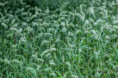 Setaria viridisの写真素材