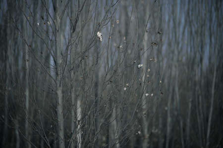 Tree branches leaves autumn autumn nature sunlight,の写真素材