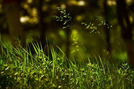 Grass grass in the forestの写真素材