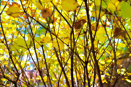 Tree branches leaves autumn nature sunlightの写真素材