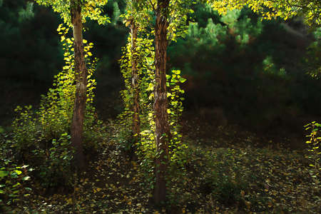 Forest trees with sunlightの写真素材