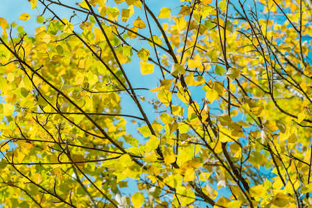 Tree branches leaves autumn natureの写真素材