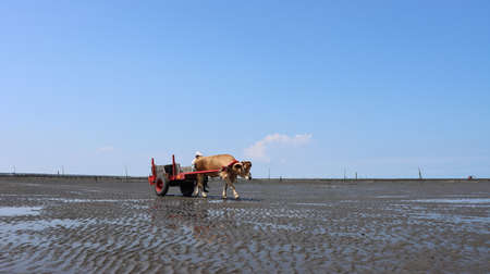 牛車の写真 イラスト素材一覧 916件 ストックフォトのamanaimages Plus