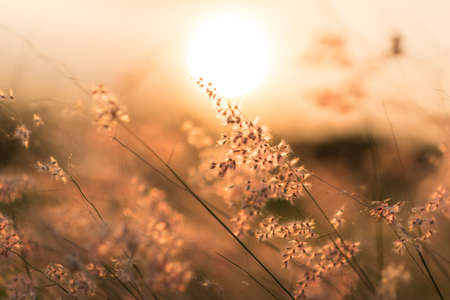 Nature Plant Sun Yellowの写真素材