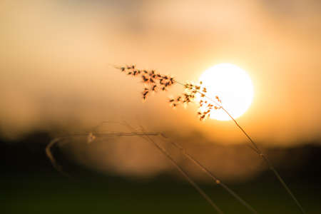 Nature Plant Sun Yellowの写真素材