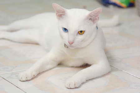 The eye cat blue and yellowの写真素材