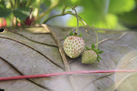 Storm Berry on his farm in Thailandの写真素材