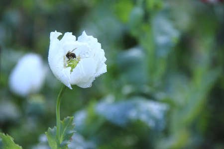 Opium poppy trials in Thailand, Doi Pui の写真素材