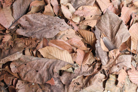 Dry Leavesの写真素材