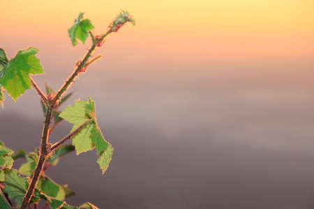 Trees,  background  on sunrise morning light