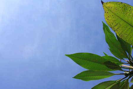 The green leaf on blue sky background.