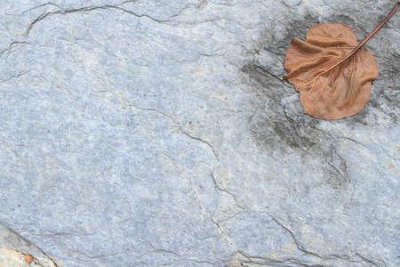 Dry leaves on rocky ground,with copy space