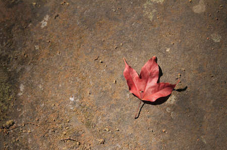 Dry maple leaves fall on the stone background.の写真素材