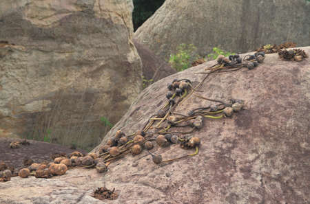 Dried lotus on rock Belief in religionの写真素材