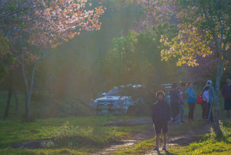 Tourists watching the cherry blossoms in the morning