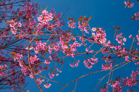 Sakura full bloom in spring season