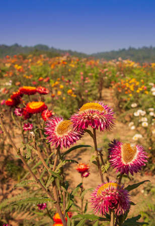 Straw flower in outdoor garden for tourists to visitの写真素材