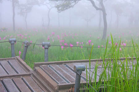 Tourist path in the fields of Krachiew flowers in the  morning mistの写真素材