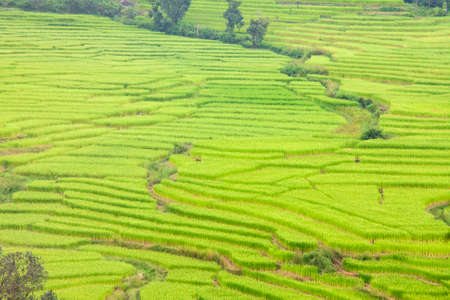 Rice fields are blooming in Thailand