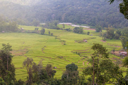 Rice fields are blooming in Thailandの写真素材