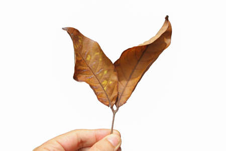 Hand holding dry leaves isolated on white background