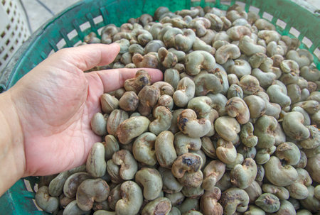 Unhulled cashew nut background,thailandの写真素材